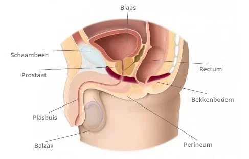 Fietsen, prostaat en bekkenbodem, doorsnede prostaat en bekkenbodem